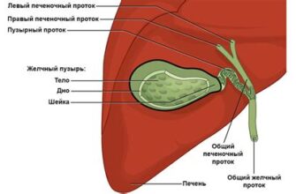 Эффективное лечение суставных болей травами